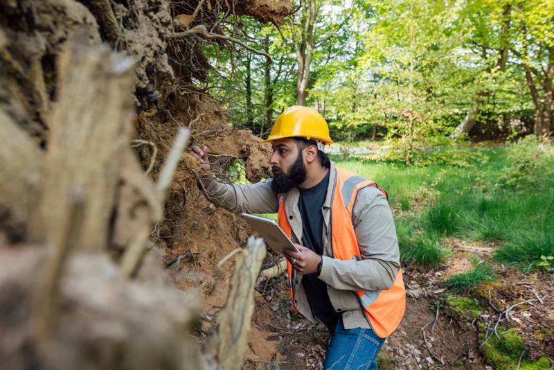 Inspecting the roots and base of a declining tree